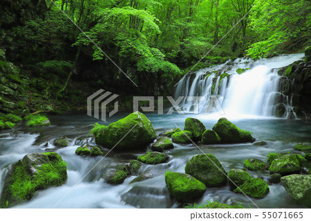 Fresh green Tateshina Otaki 55071665