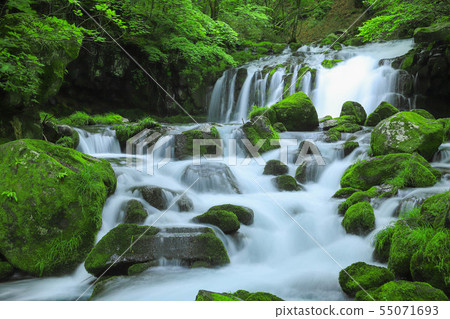 Fresh green Tateshina Otaki Fresh green Tateshina Otaki 55071693