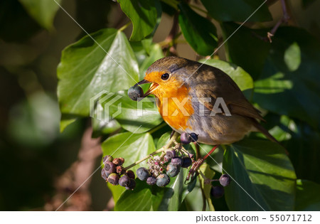 European Robin eating berries in a tree 55071712