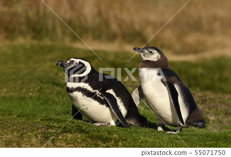 Magellanic penguin with a chick walking on grass 55071750
