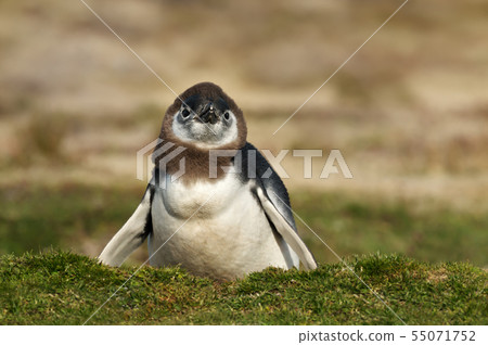 Close up of a moulting Magellanic penguin 55071752