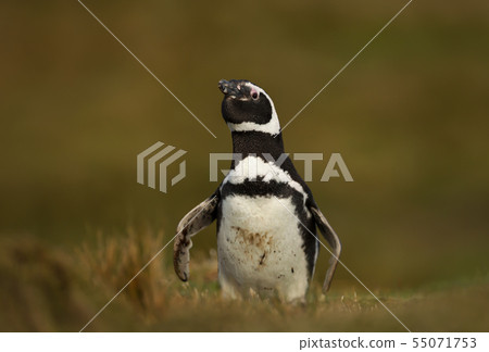 Magellanic penguin in grass on a sunny afternoon 55071753