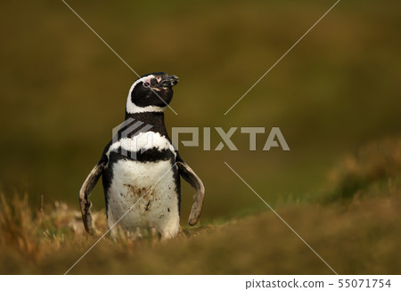 Magellanic penguin standing in grass Magellanic penguin standing in grass 55071754