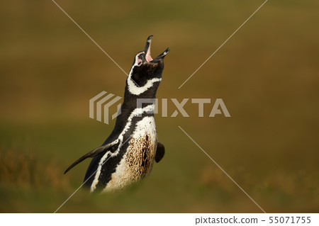 Close up of an adult Magellanic penguin calling Close up of an adult Magellanic penguin calling 55071755