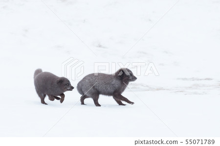 Arctic foxes chasing each other during breeding Arctic foxes chasing each other during breeding 55071789