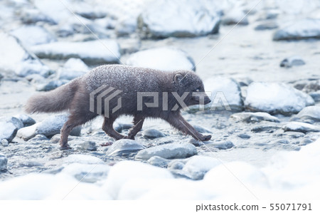 Arctic fox crossing sea water by walking on stones Arctic fox crossing sea water by walking on stones 55071791