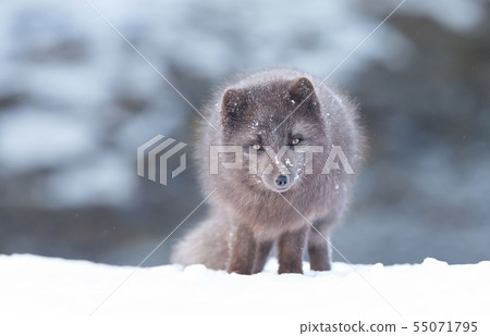 Close up of an Arctic fox in winter 55071795