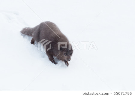 Arctic fox sliding from a snowy hill in winter Arctic fox sliding from a snowy hill in winter 55071796