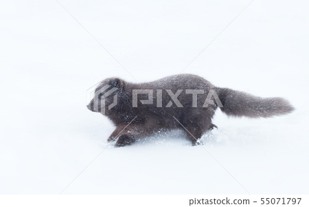 Close up of an Arctic fox running in snow Close up of an Arctic fox running in snow 55071797
