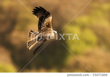 Close up of a Red kite in flight  55071809