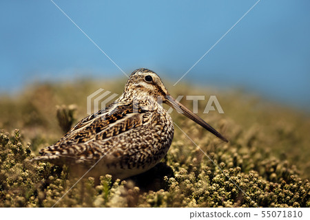 Close up of a south american snipe 55071810