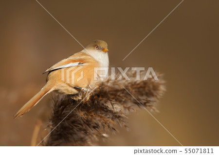Bearded tit feeding on reeds in wetlands 55071811