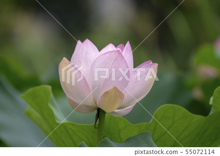京畿道楊平郡Semiwon 京畿道楊平郡Semiwon 55072114