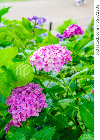 Hydrangea of Shogunship temple Hydrangea of Shogunship temple 55072235