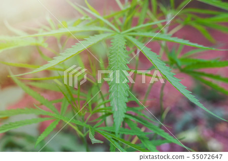 Marijuana plant in home garden,Medical the Cannabis sativa plant. Some people Marijuana herbal use Marijuana plant in home garden,Medical the Cannabis sativa plant. Some people Marijuana herbal use 55072647