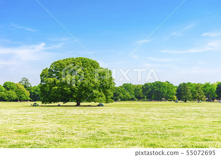 新鮮的綠色和藍天傳播的風景 55072695