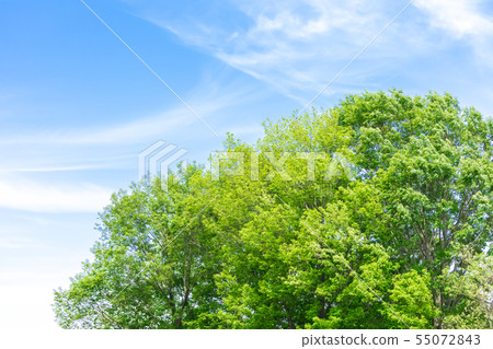 Fresh green and blue sky 55072843