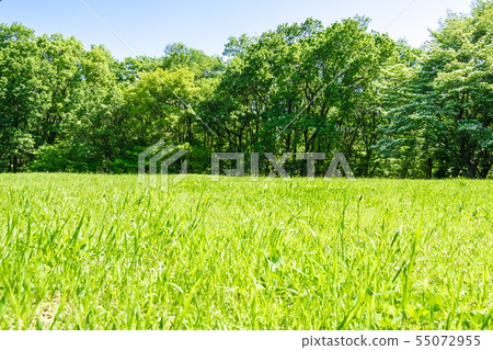 新鮮的綠色和藍色天空傳播的公園 55072955