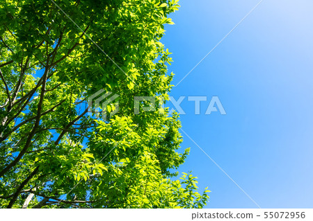清新的綠色和藍天 55072956
