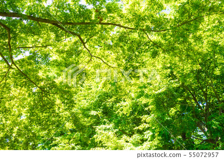 Fresh green forest bath 55072957