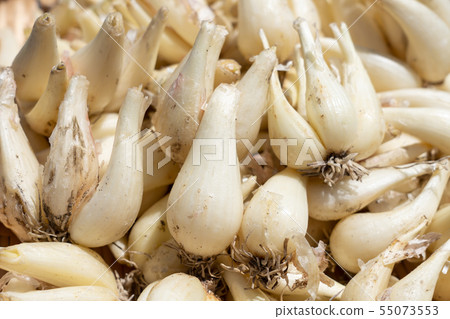 Lucky camel set (June) rooted 55073553