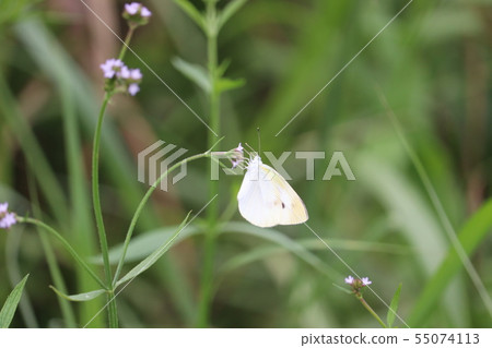 Butterfly 2 55074113