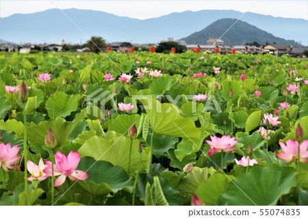Lotus of Fujiwara Kyo 55074835