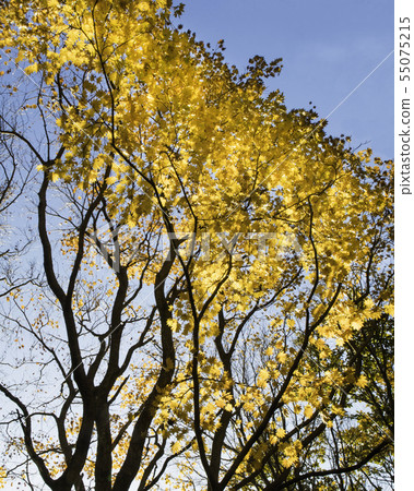 Autumn leaves, morning sun, sunlight, blue sky, natural forest, yellow Autumn leaves, morning sun, sunlight, blue sky, natural forest, yellow 55075215