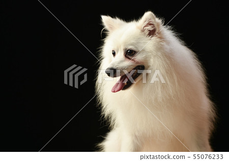 Spitz Spitz 55076233