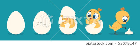 Hatching chicken. Cartoon baby chick birthday step-by-step process, cute flat poultry character Hatching chicken. Cartoon baby chick birthday step-by-step process, cute flat poultry character 55079147