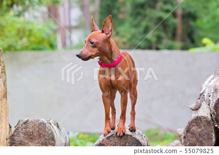 Portrait of a red miniature pinscher dog Portrait of a red miniature pinscher dog 55079825