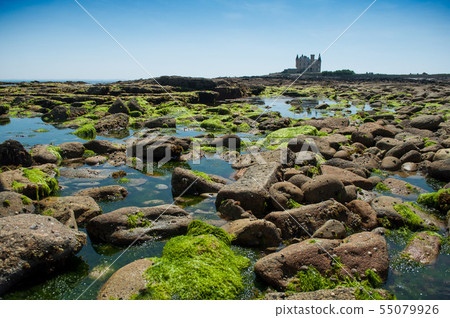 closeup of algae on rocks in border sea  55079926