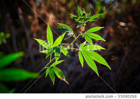Cannabis plant with sunlight on the meadow 55080268