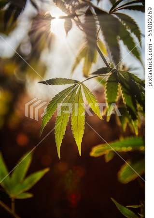 Cannabis plant with sunlight on the meadow 55080269