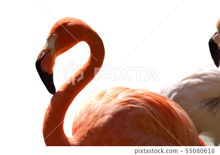 Flamingo  55080618