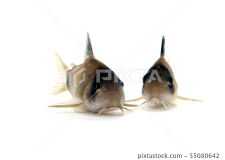 Corydoras · Panda 55080642
