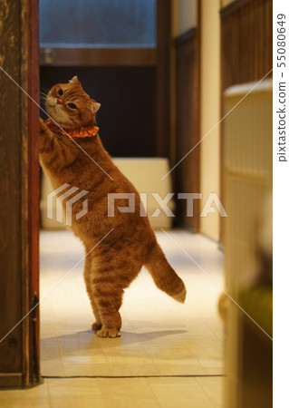 Tea tiger cat Tea tiger cat 55080649