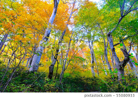 Oyama Autumn leaves Trekking Oyama Autumn leaves Trekking 55080933