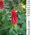 Costus Barbazzus (Spiral Ginger) Location: Sydney (Australia) 55081158