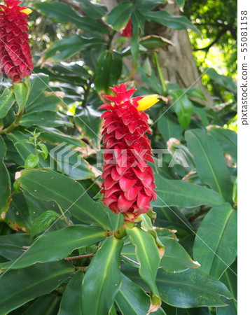 Costus Barbazzus (Spiral Ginger) Location: Sydney (Australia) Costus Barbazzus (Spiral Ginger) Location: Sydney (Australia) 55081158