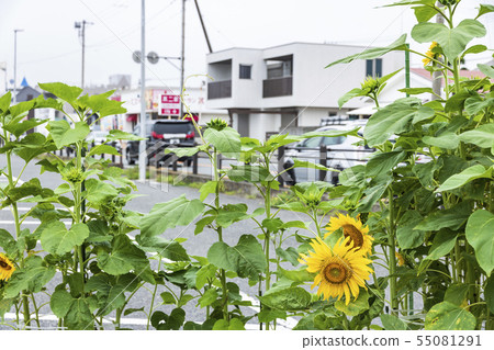Tsukuihama (Pure rainy season) 55081291