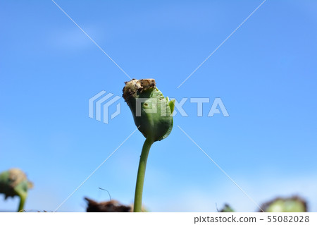 綠豆苗,菜園,苗木,蔬菜圖像素材 綠豆苗,菜園,苗木,蔬菜圖像素材 55082028