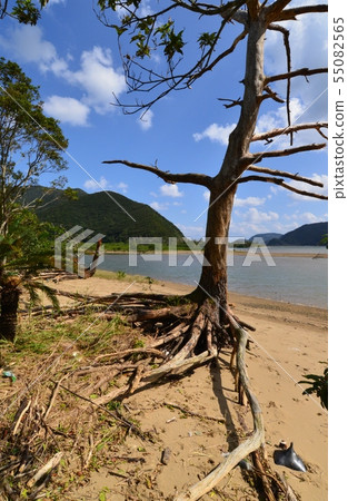 河岸的陰影 河岸的陰影 55082565