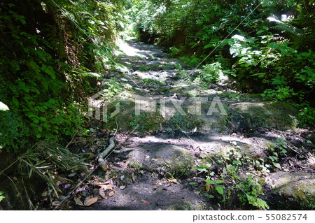 Asahina cut down Asahina cut down 55082574