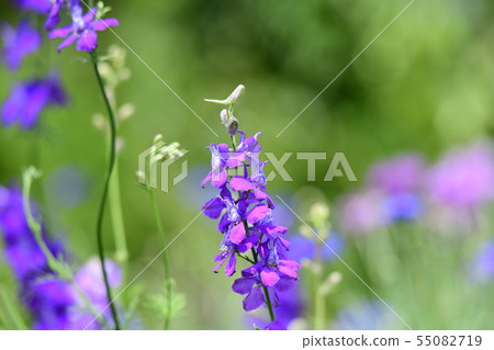 Just soak flower field, prickly grass, plover grass, mixed seed, healing, home gardening, field, flower image material 55082719