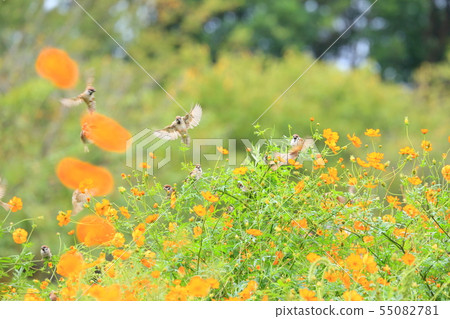 黃色波斯菊和麻雀 黃色波斯菊和麻雀 55082781