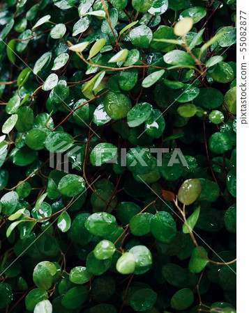 夏季葉子背景、葉子和水滴 55082877
