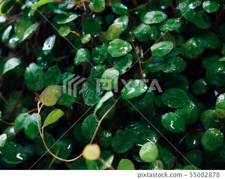 Summer leaves background, leaves and water drops 55082878