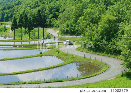 Rice planting scenery (Ogita) 55082879