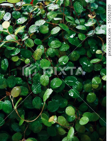 Summer leaves background, leaves and water drops 55082880